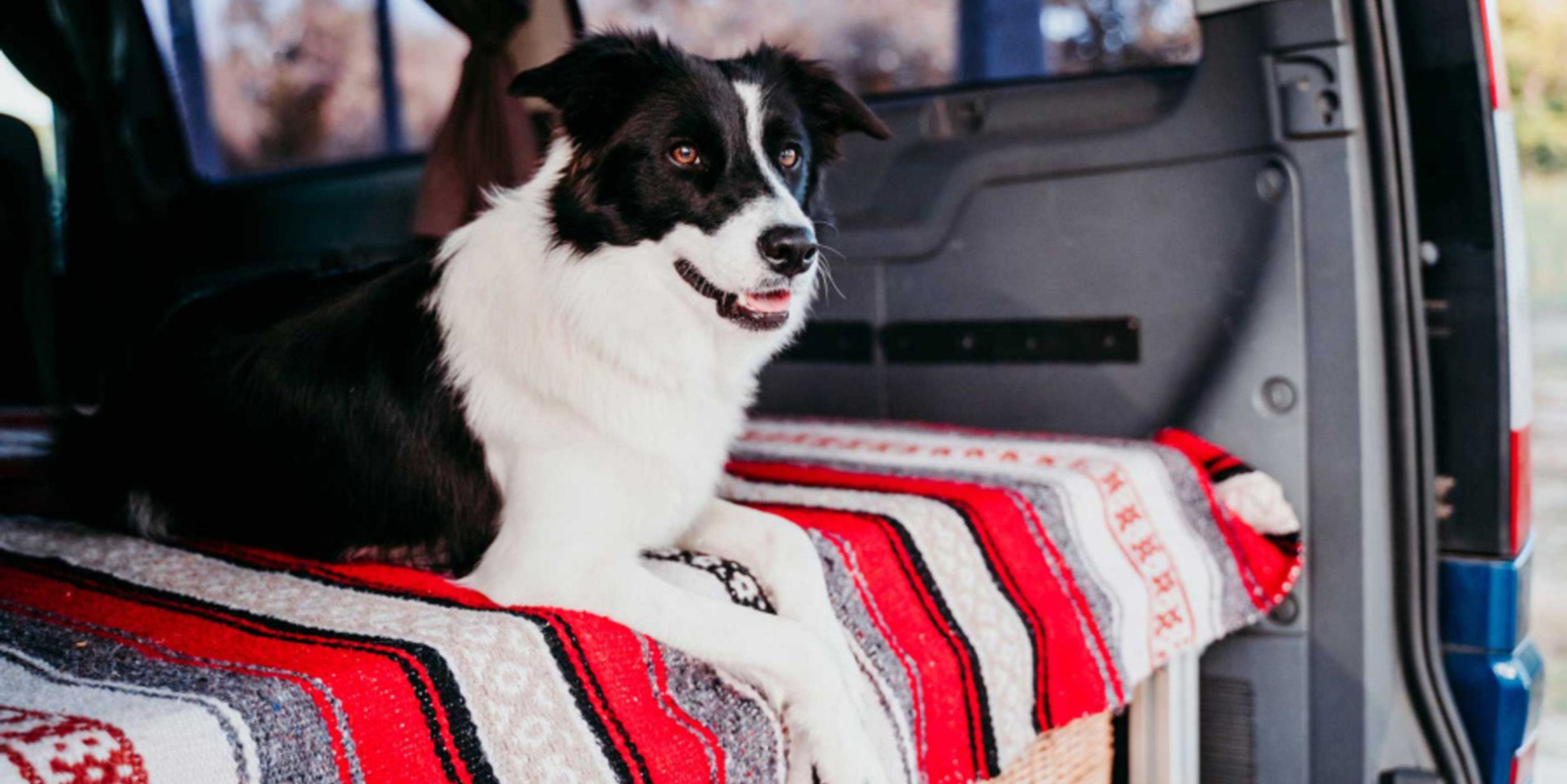 How to Make Your Van Pet Friendly | Vanaways