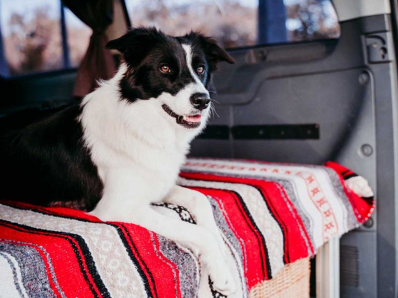 How to Make Your Van Pet Friendly